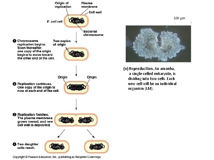 100 µm (a) Reproduction. An amoeba, a single-celled eukaryote, is dividing into two cells.