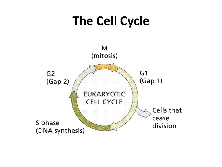 The Cell Cycle 