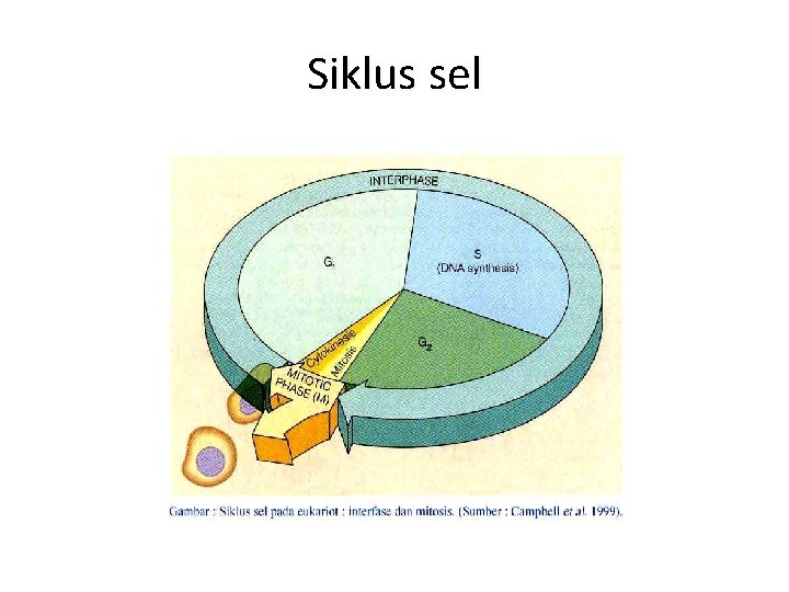 Siklus sel 