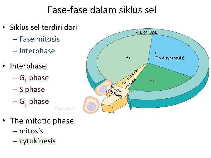 Fase-fase dalam siklus sel • Siklus sel terdiri dari – Fase mitosis – Interphase