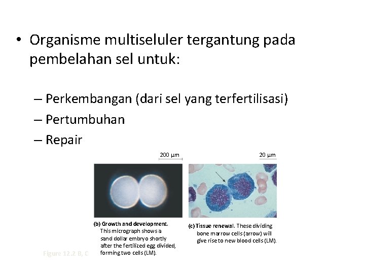  • Organisme multiseluler tergantung pada pembelahan sel untuk: – Perkembangan (dari sel yang