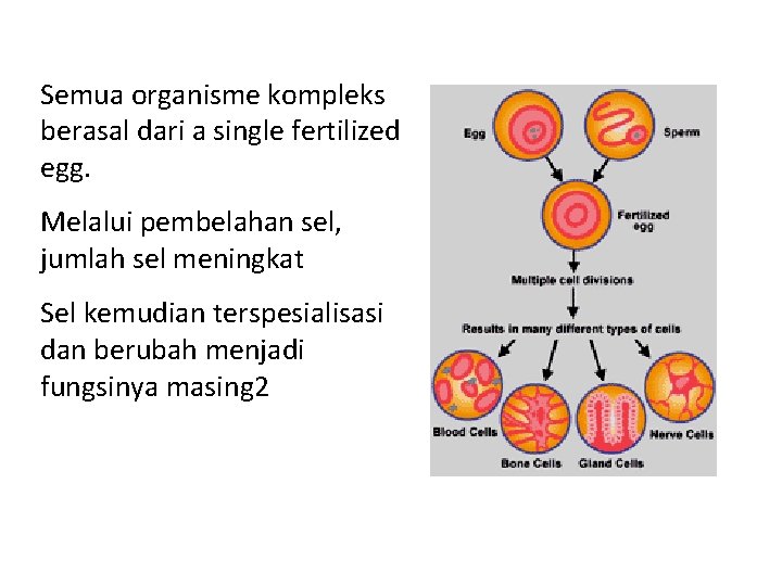 Semua organisme kompleks berasal dari a single fertilized egg. Melalui pembelahan sel, jumlah sel