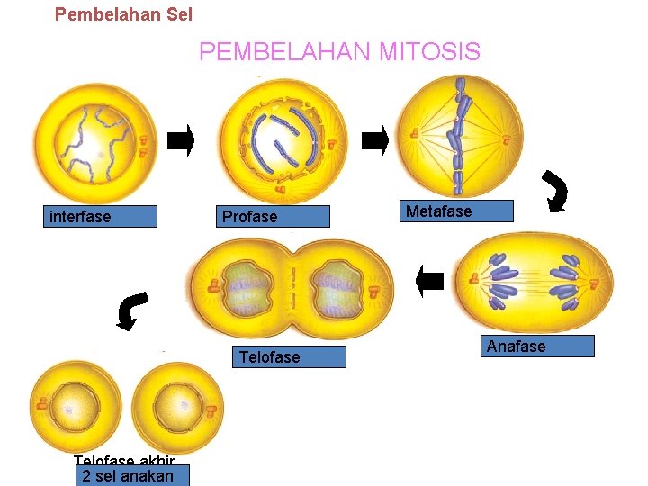 Pembelahan Sel PEMBELAHAN MITOSIS Profase awal interfase Profase akhir Profase Telofase awal Telofase akhir