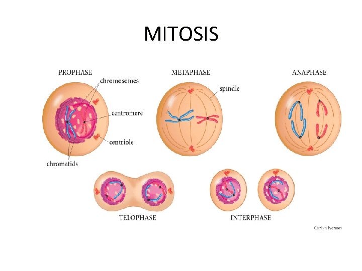 MITOSIS 