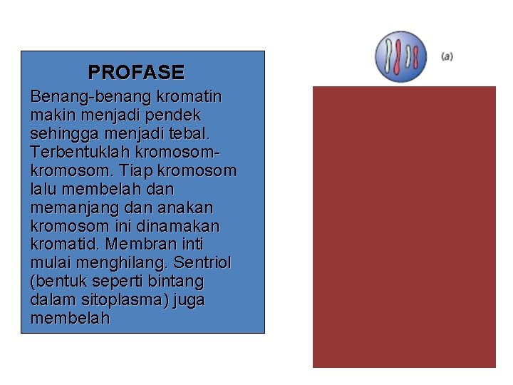 PROFASE Benang-benang kromatin makin menjadi pendek sehingga menjadi tebal. Terbentuklah kromosom. Tiap kromosom lalu