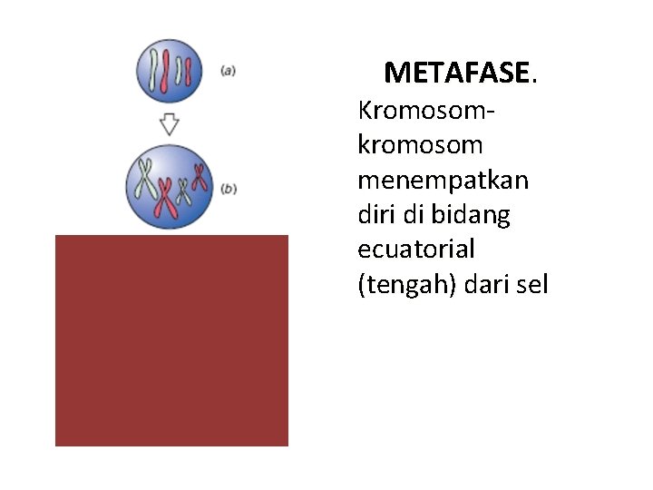 METAFASE. Kromosomkromosom menempatkan diri di bidang ecuatorial (tengah) dari sel 