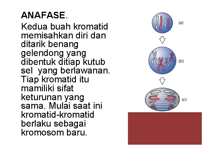 ANAFASE. Kedua buah kromatid memisahkan diri dan ditarik benang gelendong yang dibentuk ditiap kutub