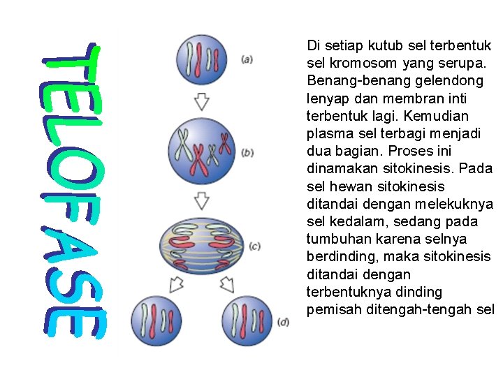 Di setiap kutub sel terbentuk sel kromosom yang serupa. Benang-benang gelendong lenyap dan membran