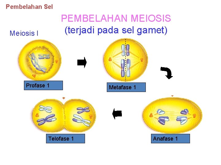 Pembelahan Sel PEMBELAHAN MEIOSIS (terjadi pada sel gamet) Meiosis I Profase 1 I Telofase