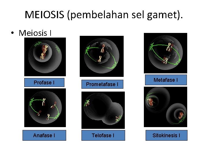 MEIOSIS (pembelahan sel gamet). • Meiosis I Profase I Prometafase I Anafase I Telofase