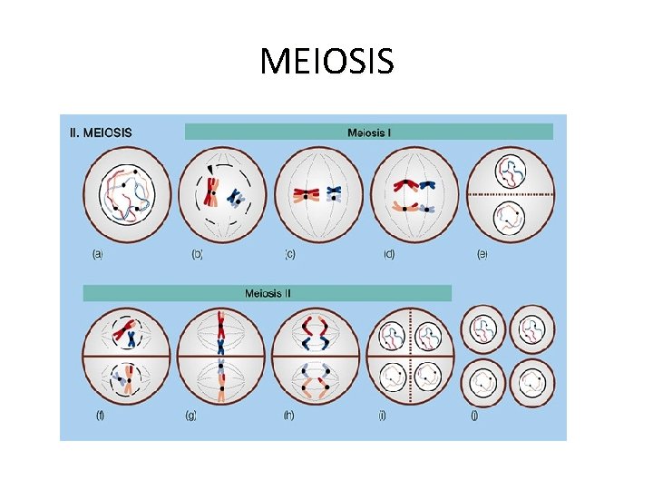 MEIOSIS 