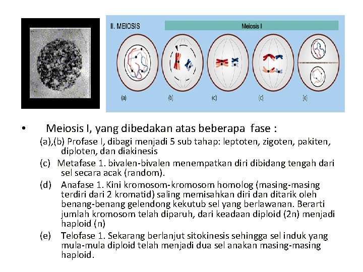  • Meiosis I, yang dibedakan atas beberapa fase : (a), (b) Profase I,