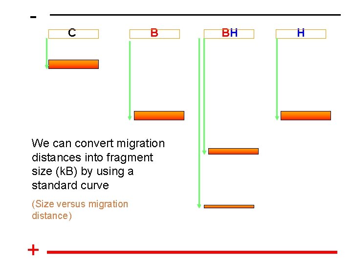 - C B We can convert migration distances into fragment size (k. B) by