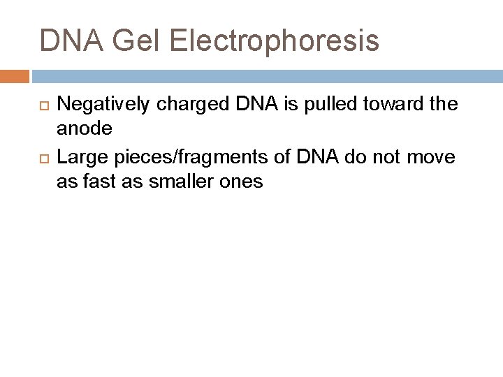 DNA Gel Electrophoresis Negatively charged DNA is pulled toward the anode Large pieces/fragments of