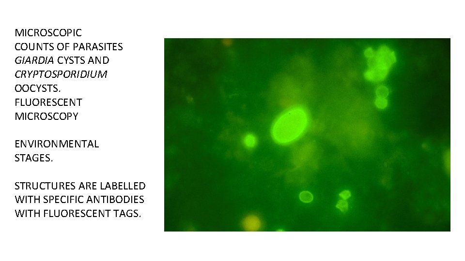MICROSCOPIC COUNTS OF PARASITES GIARDIA CYSTS AND CRYPTOSPORIDIUM OOCYSTS. FLUORESCENT MICROSCOPY ENVIRONMENTAL STAGES. STRUCTURES