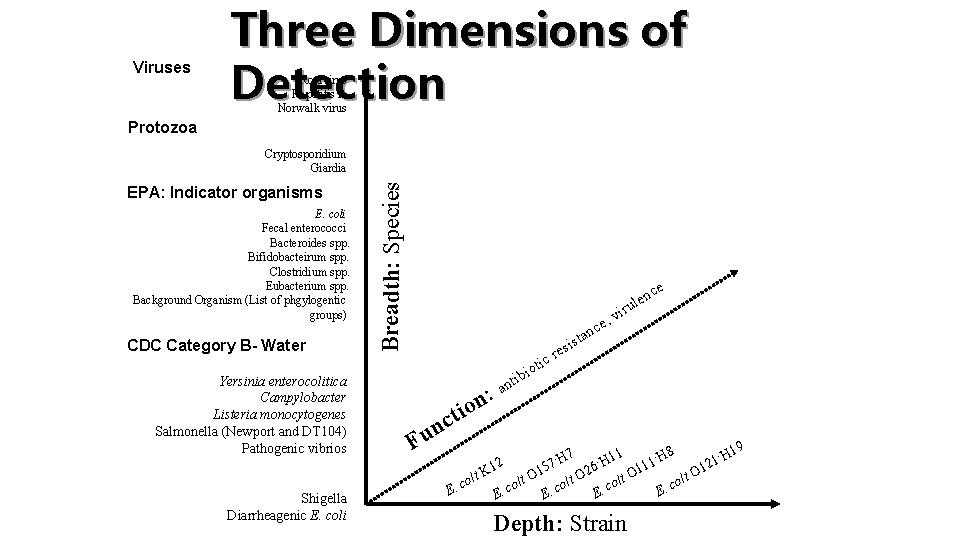 Viruses Three Dimensions of Detection Rotavirus Hepatitis A Norwalk virus Protozoa EPA: Indicator organisms