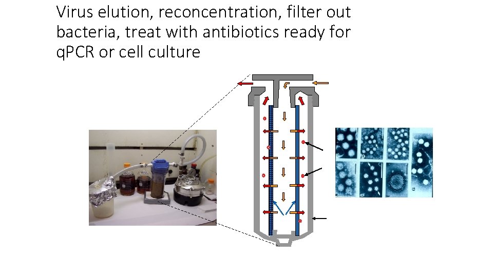 Virus elution, reconcentration, filter out bacteria, treat with antibiotics ready for q. PCR or