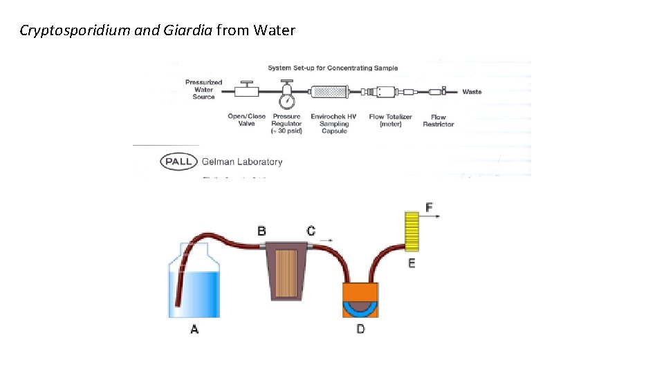 representation of the primary concentration step Cryptosporidium. Graphic and Giardia from Water A: Sample