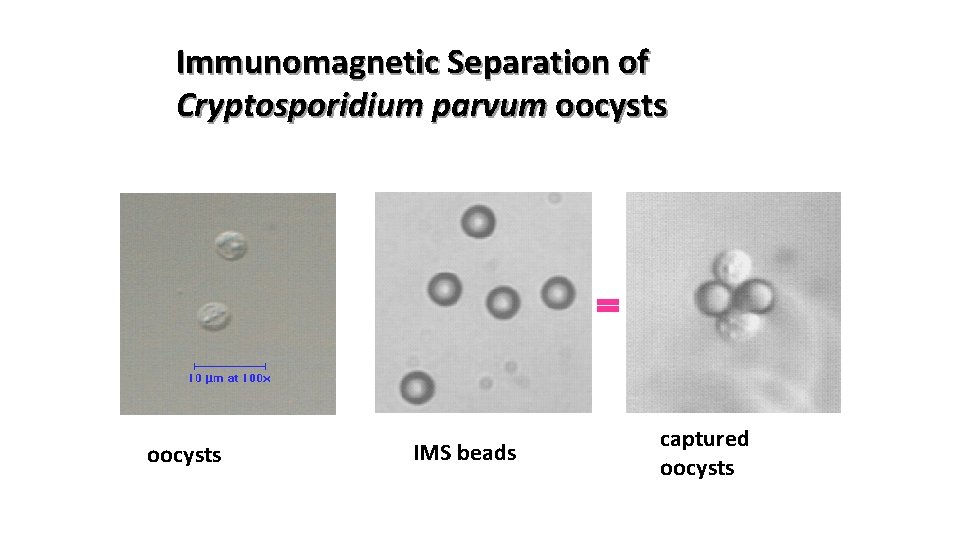 Immunomagnetic Separation of Cryptosporidium parvum oocysts IMS beads captured oocysts 