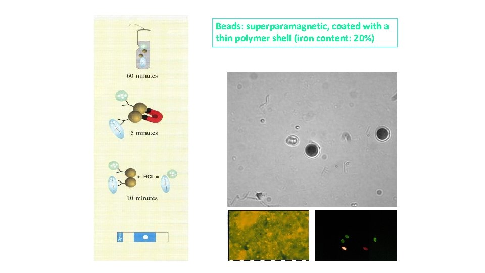 Beads: superparamagnetic, coated with a thin polymer shell (iron content: 20%) 