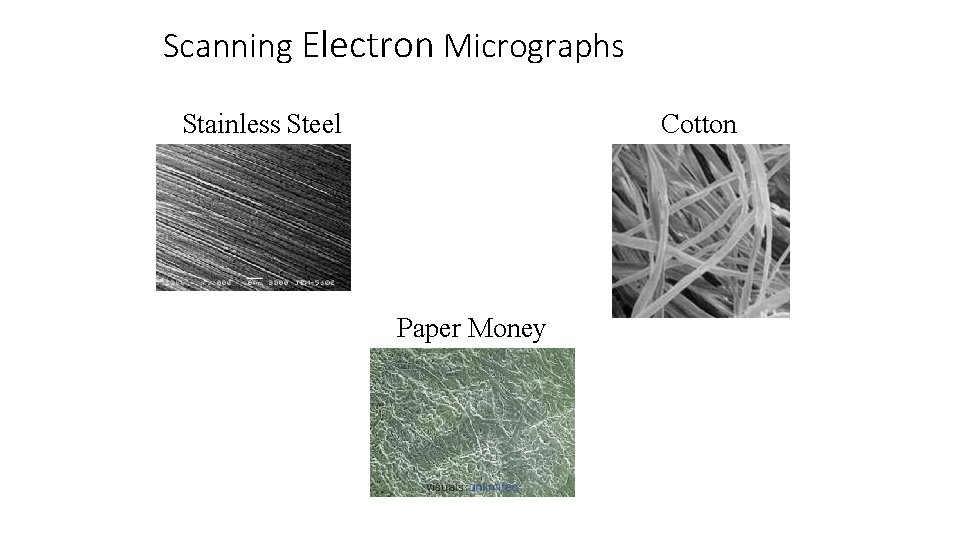 Scanning Electron Micrographs Stainless Steel Cotton Paper Money 