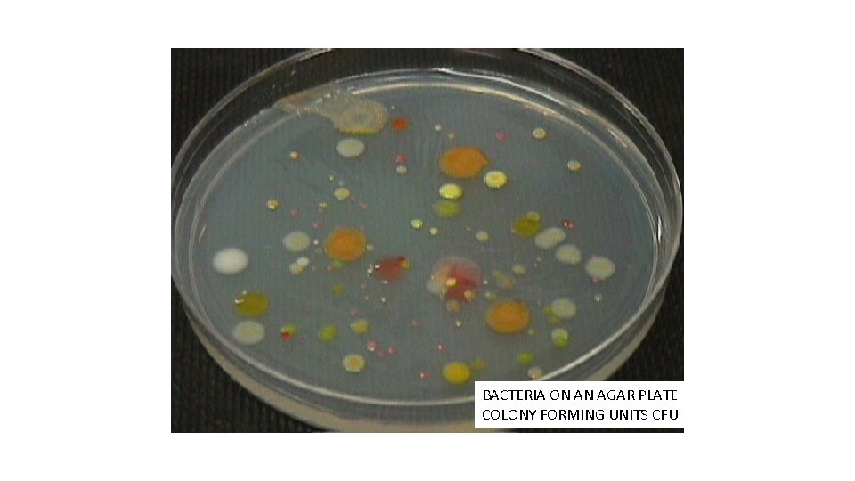 BACTERIA ON AN AGAR PLATE COLONY FORMING UNITS CFU 