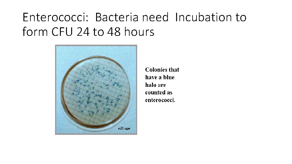 Enterococci: Bacteria need Incubation to form CFU 24 to 48 hours 