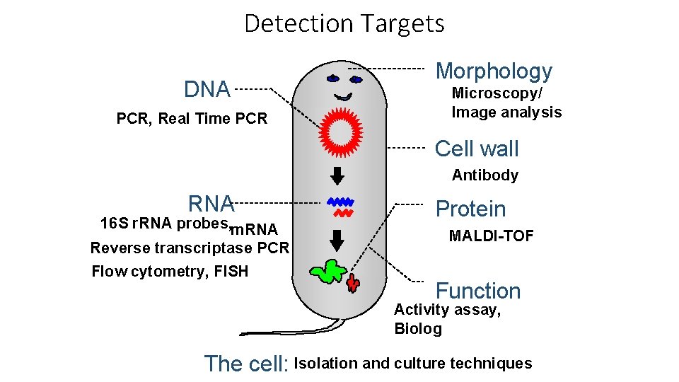 Detection Targets DNA PCR, Real Time PCR Morphology Microscopy/ Image analysis Cell wall Antibody