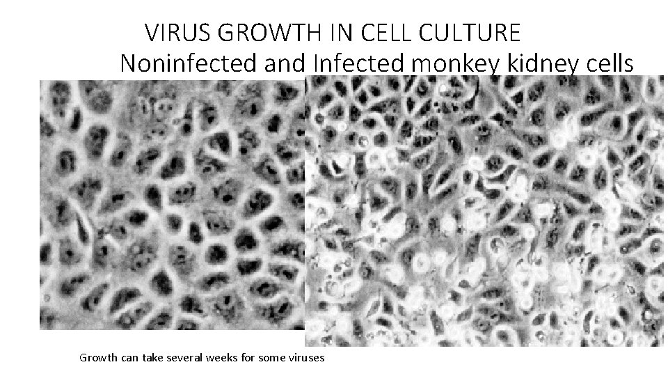 VIRUS GROWTH IN CELL CULTURE Noninfected and Infected monkey kidney cells Growth can take