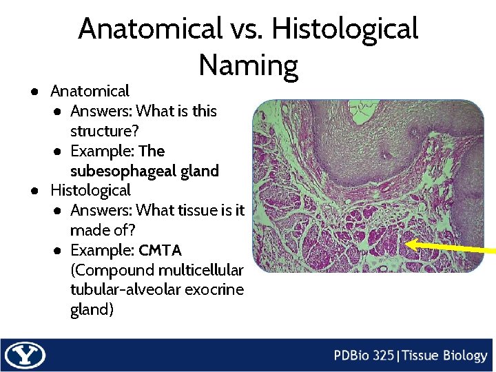 Anatomical vs. Histological Naming ● Anatomical ● Answers: What is this structure? ● Example: