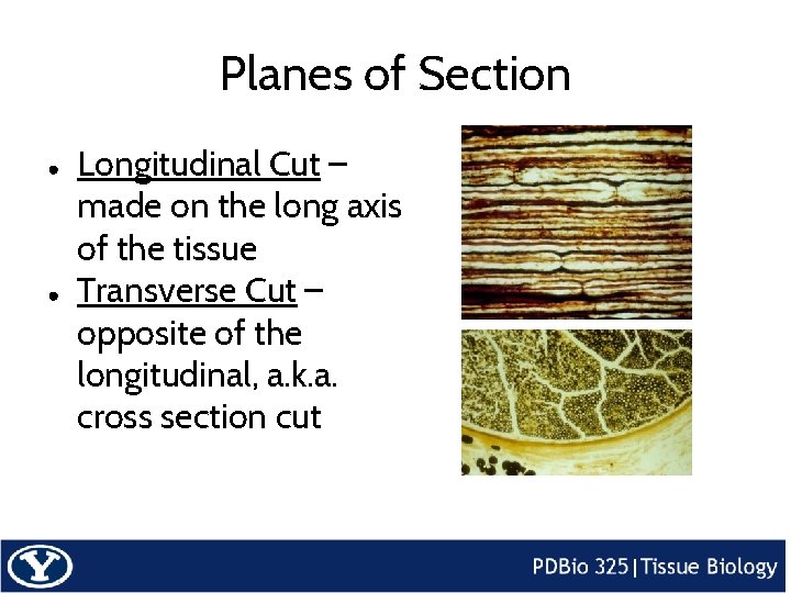 Planes of Section ● ● Longitudinal Cut – made on the long axis of