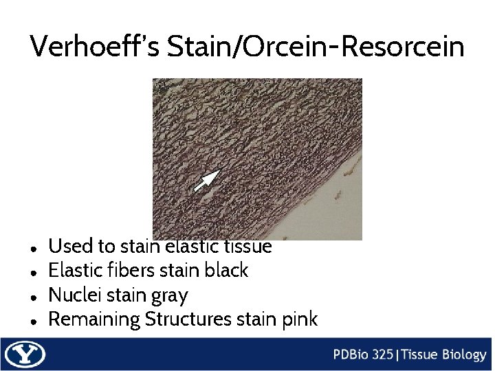 Verhoeff’s Stain/Orcein-Resorcein ● ● Used to stain elastic tissue Elastic fibers stain black Nuclei