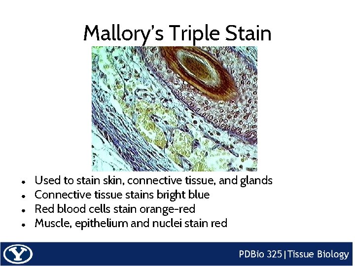 Mallory’s Triple Stain ● ● Used to stain skin, connective tissue, and glands Connective