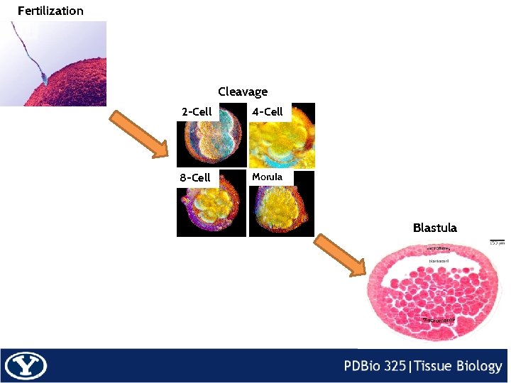 Fertilization Cleavage 2 -Cell 4 -Cell 8 -Cell Morula Blastula 