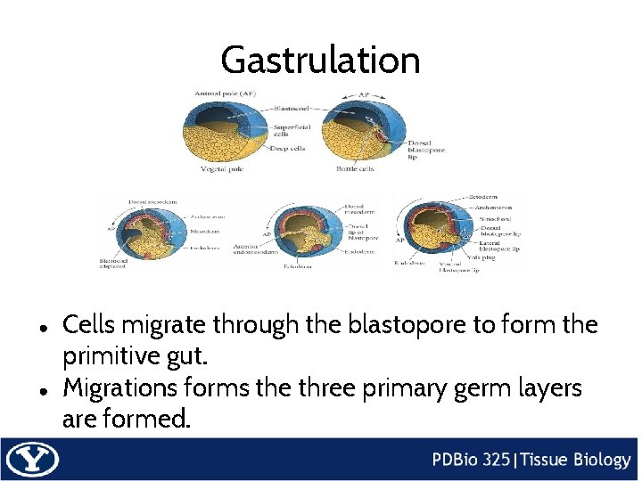 Gastrulation ● ● Cells migrate through the blastopore to form the primitive gut. Migrations