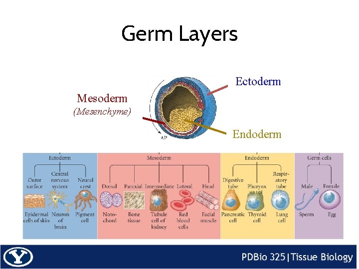 Germ Layers Ectoderm Mesoderm (Mesenchyme) Endoderm 