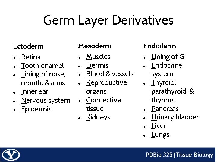 Germ Layer Derivatives Ectoderm ● Retina ● Tooth enamel ● Lining of nose, mouth,