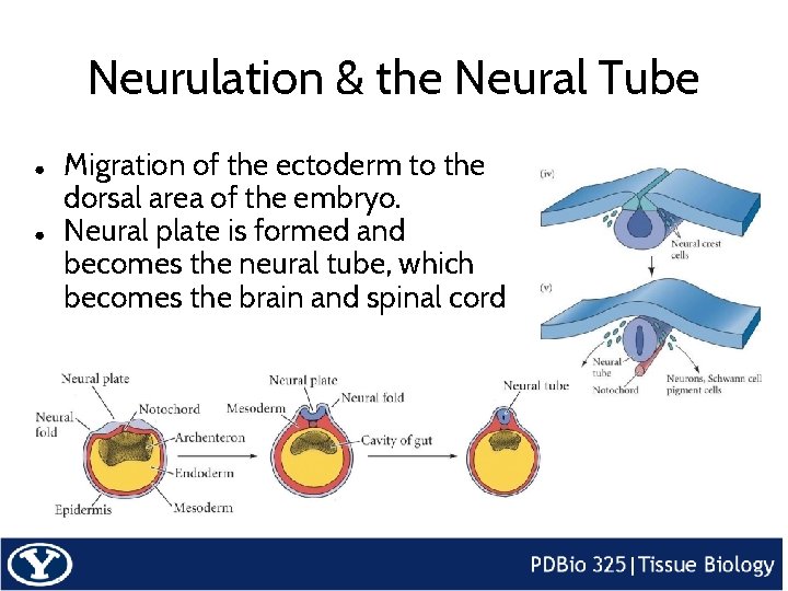 Neurulation & the Neural Tube ● ● Migration of the ectoderm to the dorsal