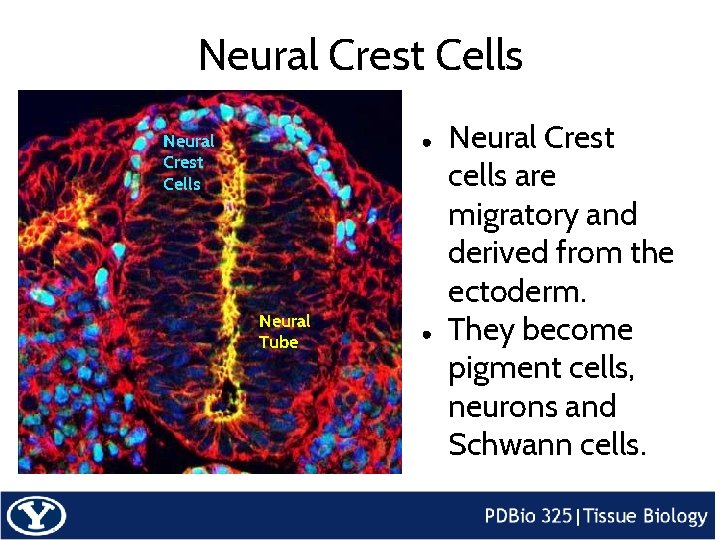 Neural Crest Cells ● Neural Tube ● Neural Crest cells are migratory and derived