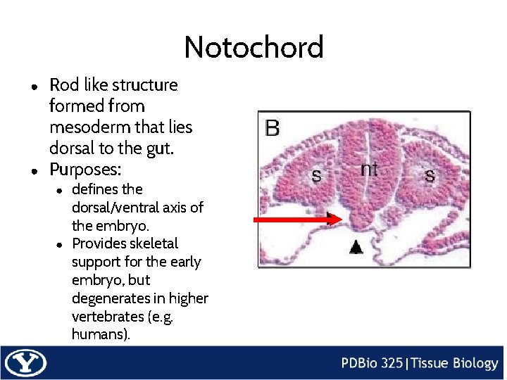 Notochord ● ● Rod like structure formed from mesoderm that lies dorsal to the