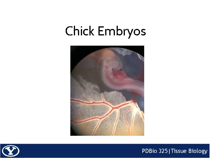 Chick Embryos 