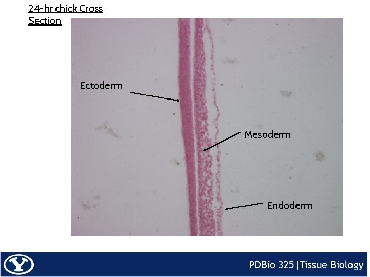 24 -hr chick Cross Section Ectoderm Mesoderm Endoderm 