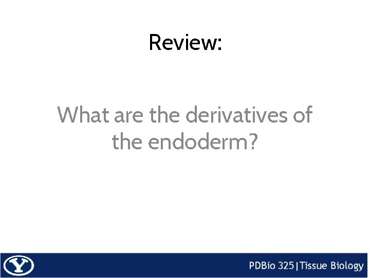 Review: What are the derivatives of the endoderm? 