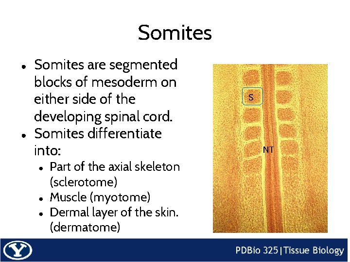 Somites ● ● Somites are segmented blocks of mesoderm on either side of the