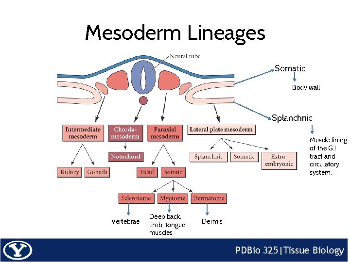Mesoderm Lineages Somatic Body wall Splanchnic Muscle lining of the G. I tract and