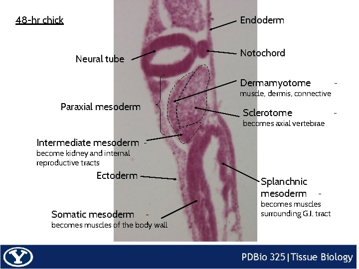 48 -hr chick Endoderm Notochord Neural tube Dermamyotome muscle, dermis, connective Paraxial mesoderm Sclerotome