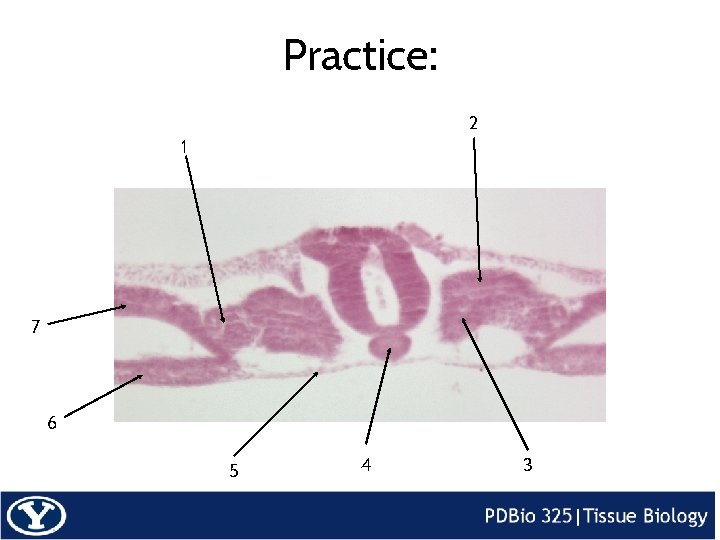 Practice: 2 1 7 6 5 4 3 