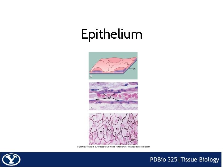 Epithelium 