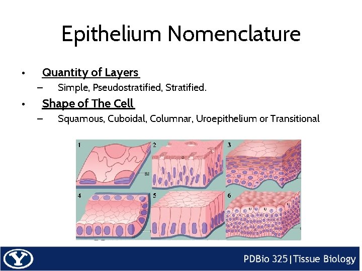 Epithelium Nomenclature • • Quantity of Layers – Simple, Pseudostratified, Stratified. – Squamous, Cuboidal,