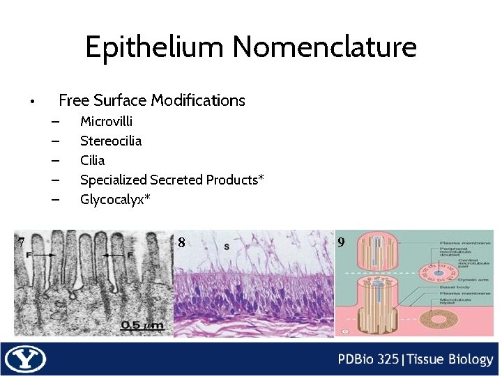 Epithelium Nomenclature • Free Surface Modifications – – – Microvilli Stereocilia Cilia Specialized Secreted